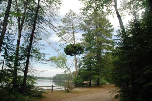 Witch's broom on an eastern white pine Witch's broom on an eastern white pine