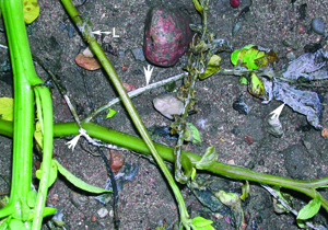 Water-soaked lesions Water-soaked lesions