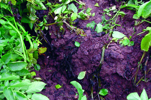 White mold lesions rot the stem White mold lesions rot the stem