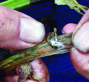 Sclerotia of Sclerotinia sclerotiorum  Sclerotia of Sclerotinia sclerotiorum