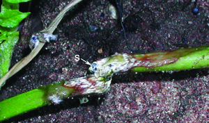 Sclerotia of Sclerotinia sclerotiorum developing in stems  Sclerotia of Sclerotinia sclerotiorum developing in stems