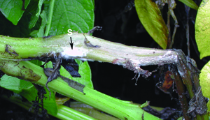 Sclerotia of Sclerotinia sclerotiorum developing in stems  Sclerotia of Sclerotinia sclerotiorum developing in stems