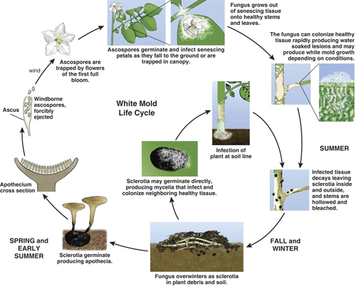 Disease cycle Disease cycle