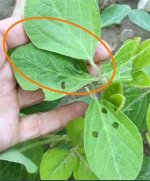 Leaf damage Leaf damage
