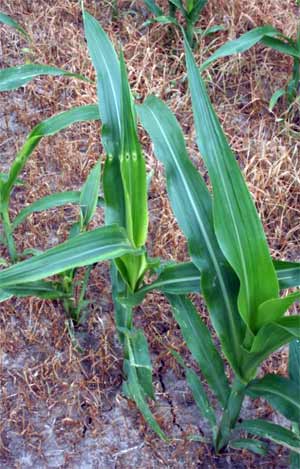 Damaged corn plant Damaged corn plant