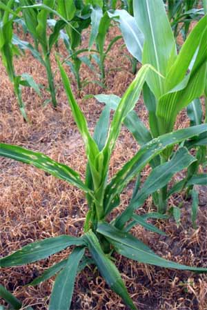 Damaged corn plant Damaged corn plant