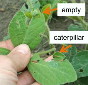 Empty leaf and leaf with caterpillar Empty leaf and leaf with caterpillar