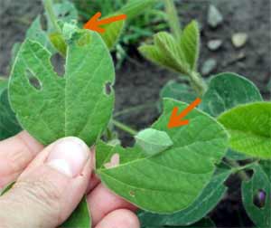 Leaf damage Leaf damage