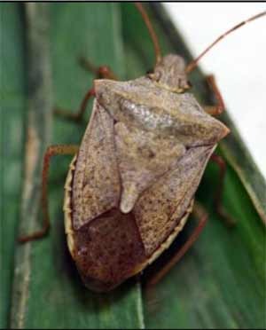 Brown stink bug Brown stink bug