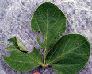 Leaf damage Leaf damage