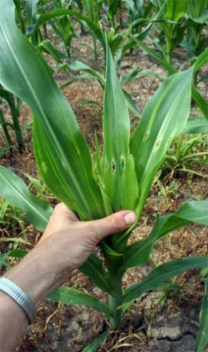 Damaged whorl and leaves Damaged whorl and leaves