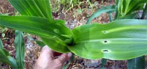 Damaged whorl and leaves Damaged whorl and leaves