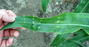 Damaged whorl and leaves Damaged whorl and leaves