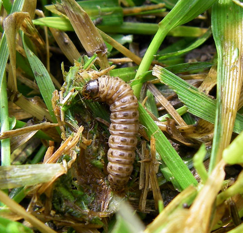 Larva Larva