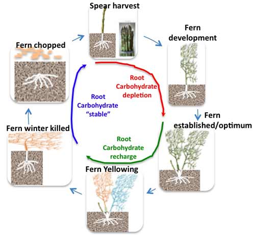 Asparagus growth cycle Asparagus growth cycle