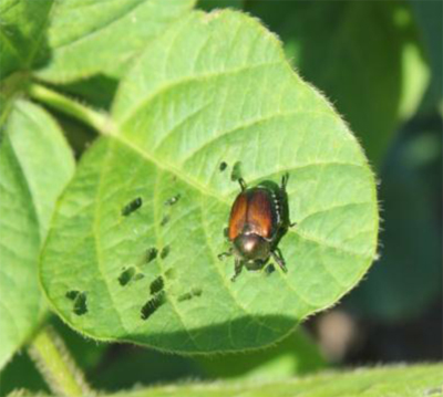 Japanese Beetle Japanese Beetle