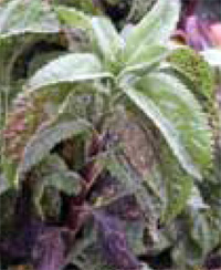 Veronica rust plant Veronica rust plant