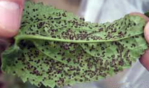 Raised rust pustules Raised rust pustules