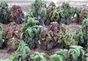 Foliar blighting Foliar blighting