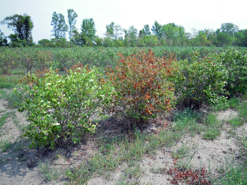 Drought-stressed blueberries Drought-stressed blueberries