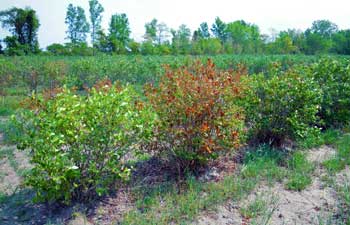 blueberry bush blueberry bush
