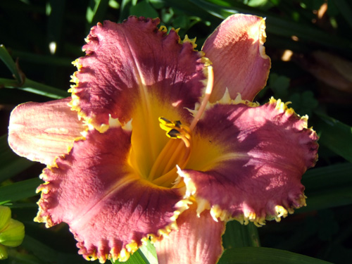 Heavily ruffled and toothed petals Heavily ruffled and toothed petals