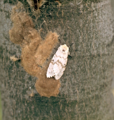 Gypsy moth Gypsy moth