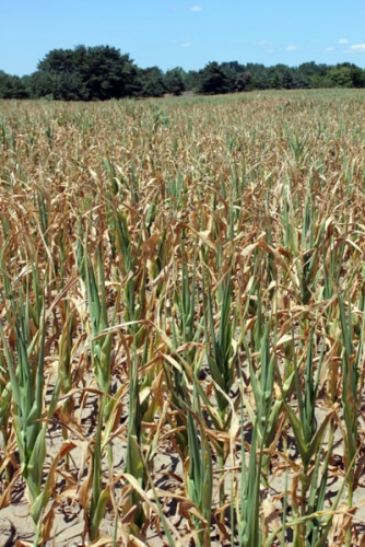 Corn Corn