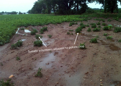 Tomato volunteers adjacent to potato crop Tomato volunteers adjacent to potato crop