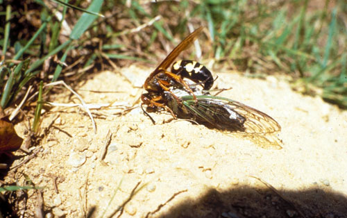 Cicada killer Cicada killer