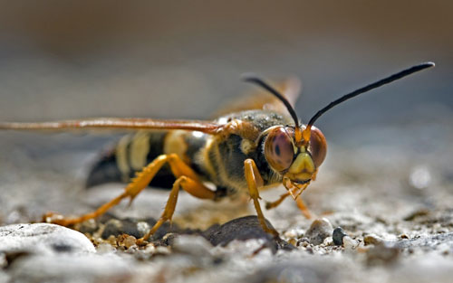 Cicada killer Cicada killer