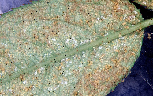 Spider mites  Spider mites