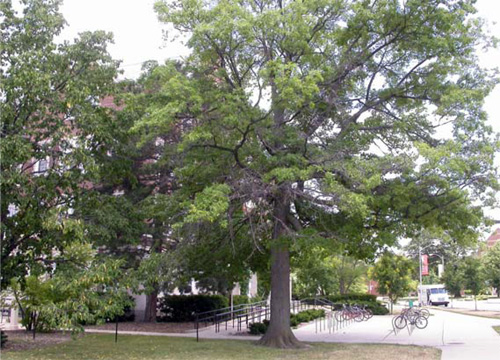 Pin oak with potential borer problem Pin oak with potential borer problem