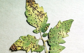 Septoria leafspot Septoria leafspot
