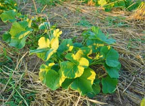 Good winter squash Good winter squash