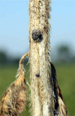stem stem