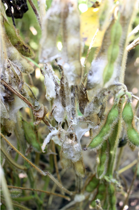 Sclerotinia stem rot signs Sclerotinia stem rot signs