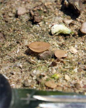 Mushrooms with key for scale Mushrooms with key for scale
