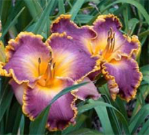 Daylilies Daylilies