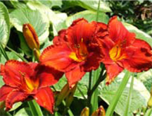 Daylilies Daylilies