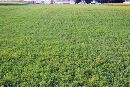 Alfalfa field Alfalfa field