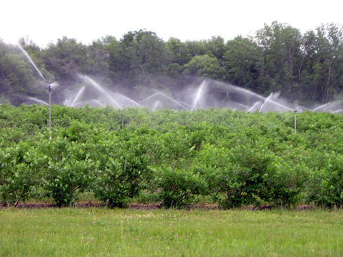 Overhear sprinkler irrigation Overhear sprinkler irrigation