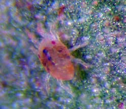 Close up spider mite Close up spider mite