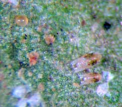 Spider mites with egg Spider mites with egg