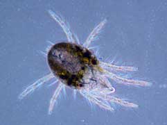 Female spider mite Female spider mite
