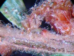 Spider mite egg skins Spider mite egg skins