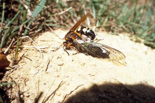 Female cicada killer with prey Female cicada killer with prey