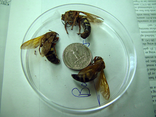 Cicada killers sent into lab Cicada killers sent into lab