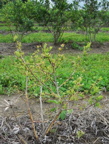 Glyphosate symptoms on small plant Glyphosate symptoms on small plant