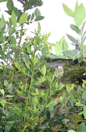 Glyphosate symptoms Glyphosate symptoms